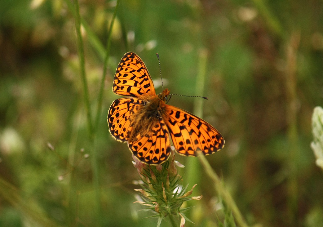 Clossiana euphrosyne